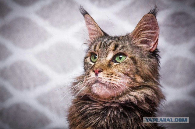 Котовторник 28.11.2017