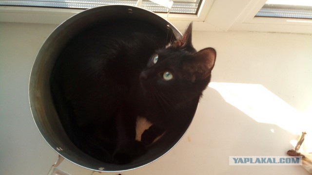 Котовторник 16.01.2018