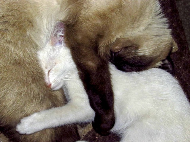 Котовторник 27.03.2018