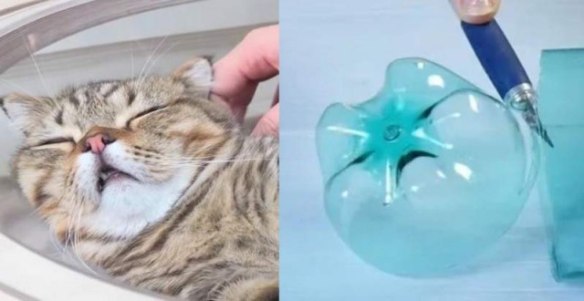 Прикольных котов пост