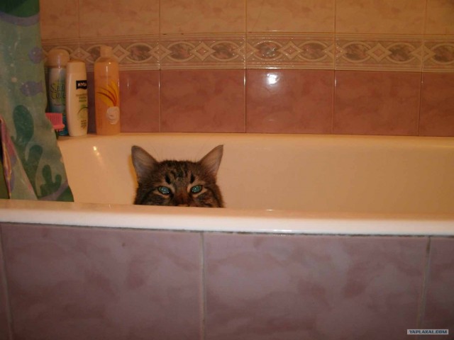 Котовторник на 1-е июня