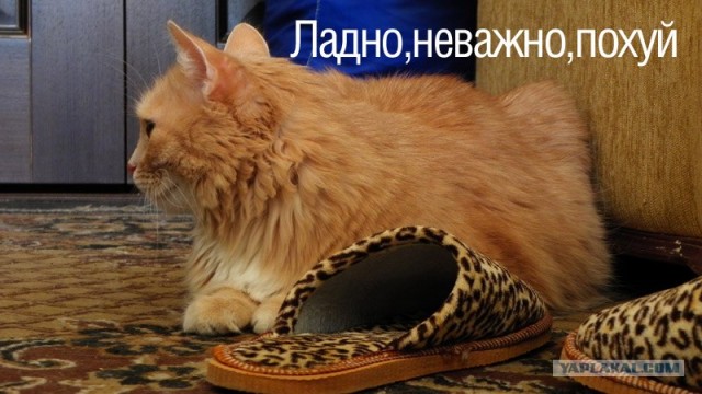 Котовторник на 2 ноября