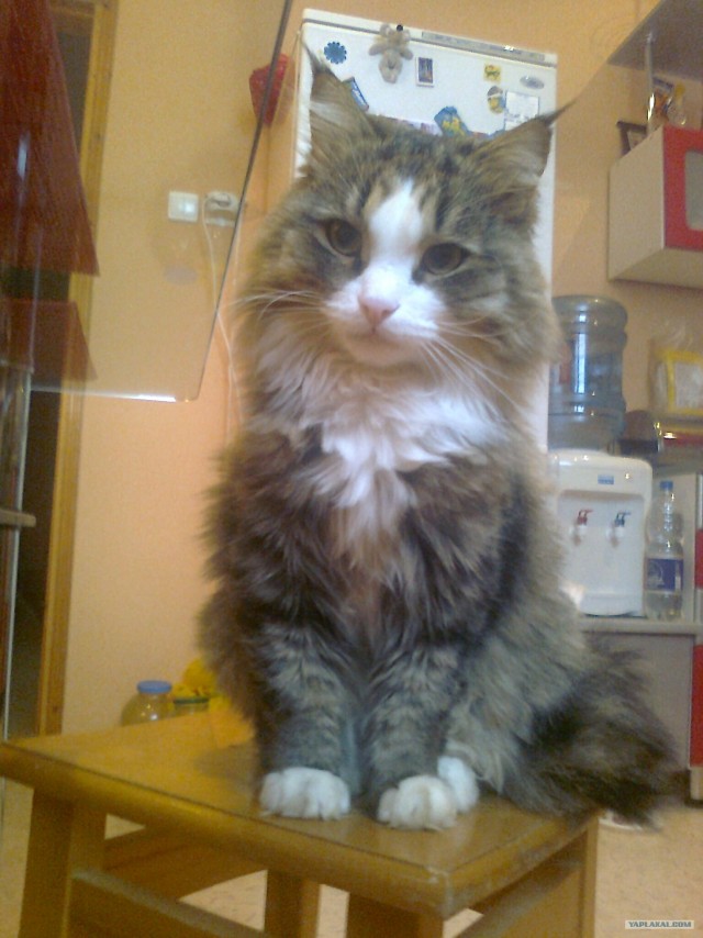 It's Catursday Fever! (Котовторник)