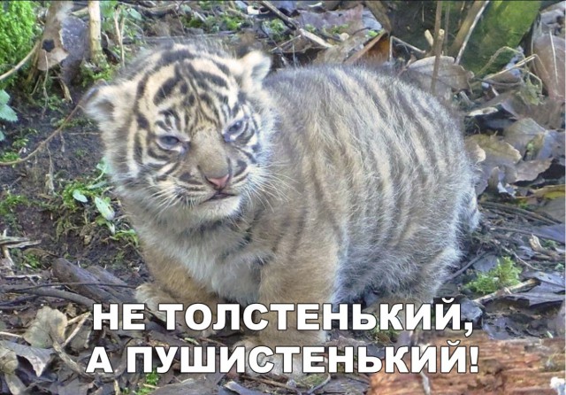 Милые животные. Мимиметр сломался