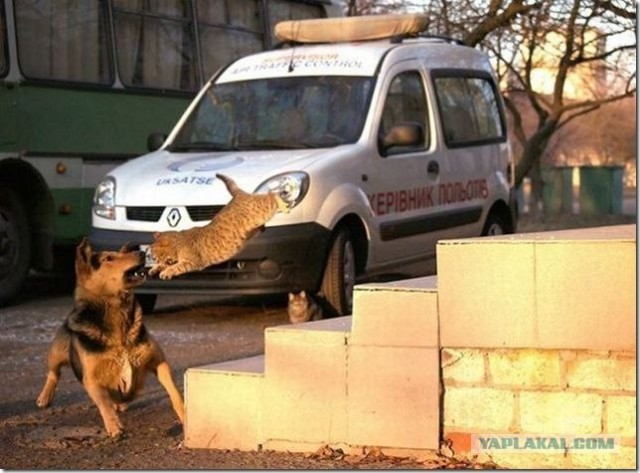 Котовторник объявляется открытым!