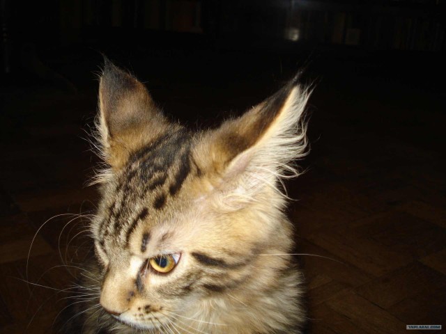 Котовторник (31.01.2012)