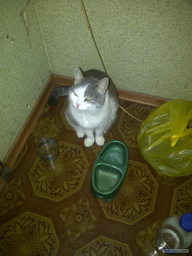 Котовторник 17.04.2012
