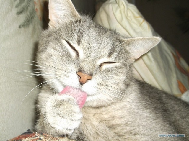 Котовторник  12. 06. 2012