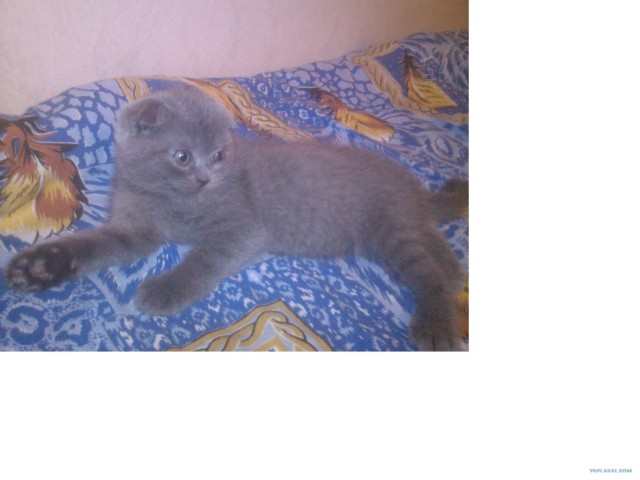Котовторник на 26.06.12