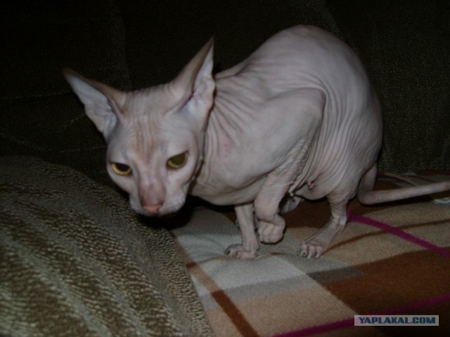 Котовторник 10. 07. 2012