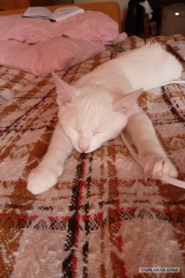 Котовторник  16.10.12