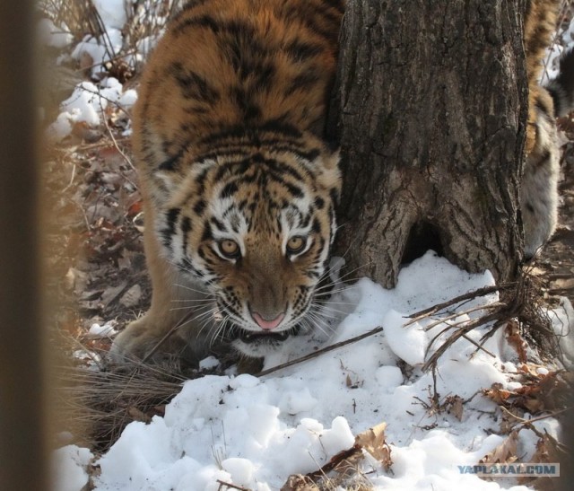 Молодые тигрицы Приморского сафари-парка