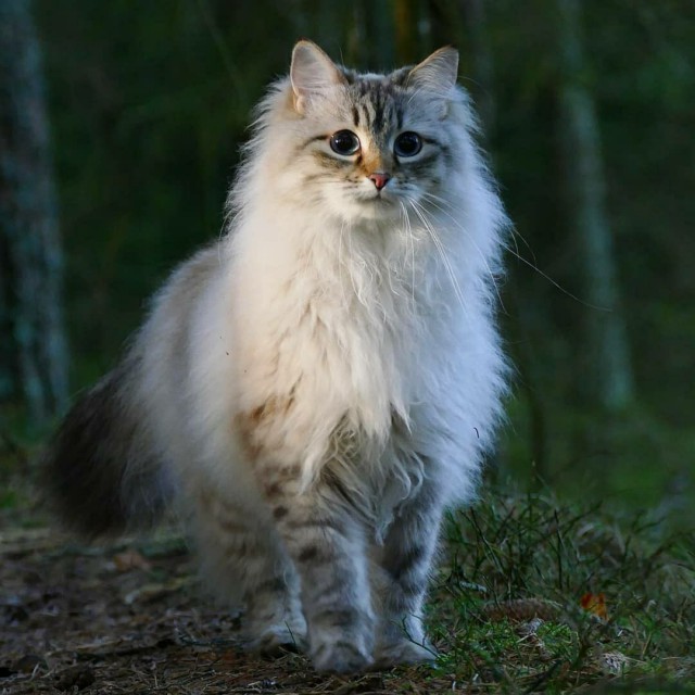 Забавные фото котеек