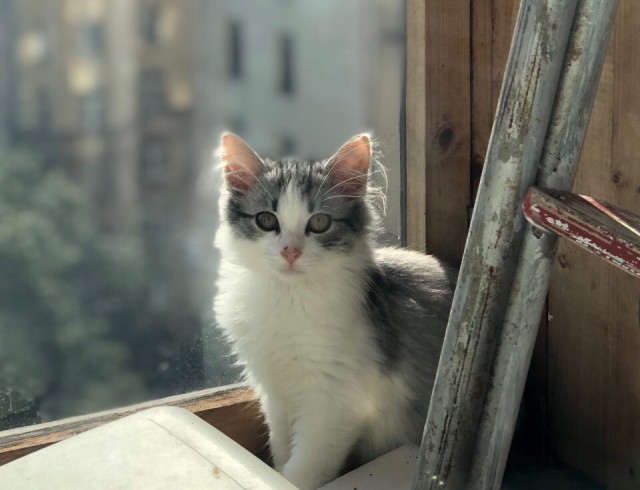 Забавные фото котеек