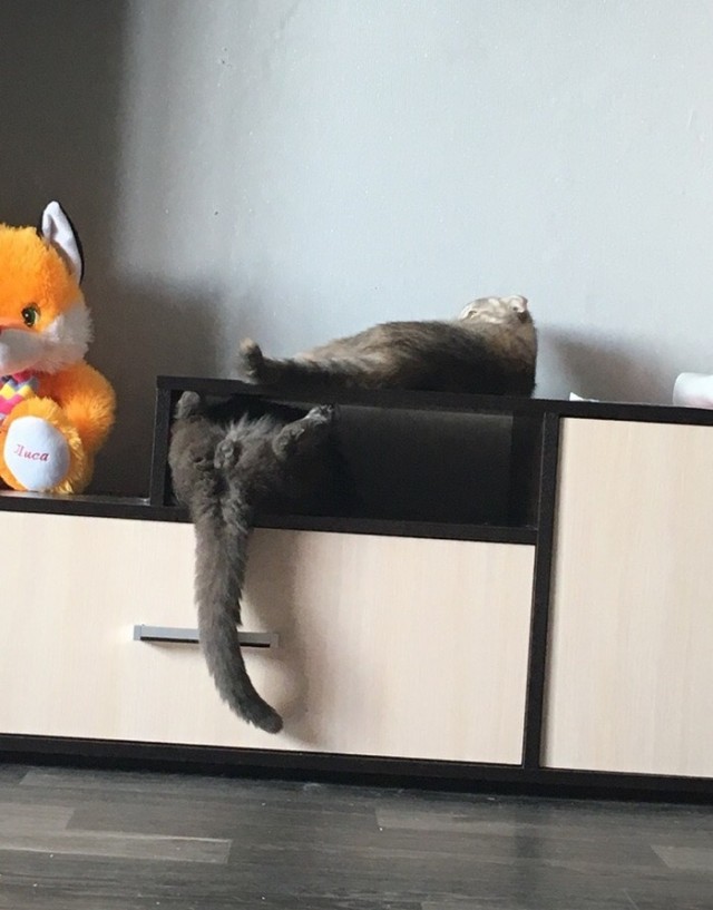 Забавные фото котеек