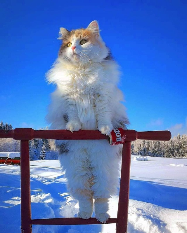 Забавные картинки с котами из сети
