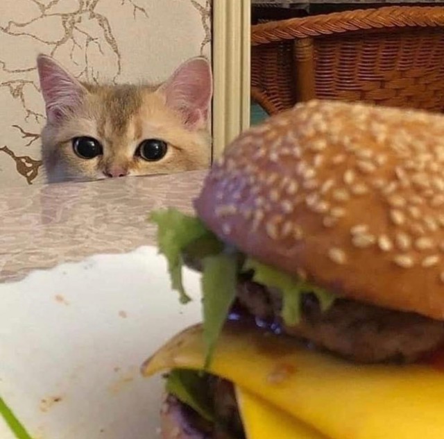 Эти забавные животные