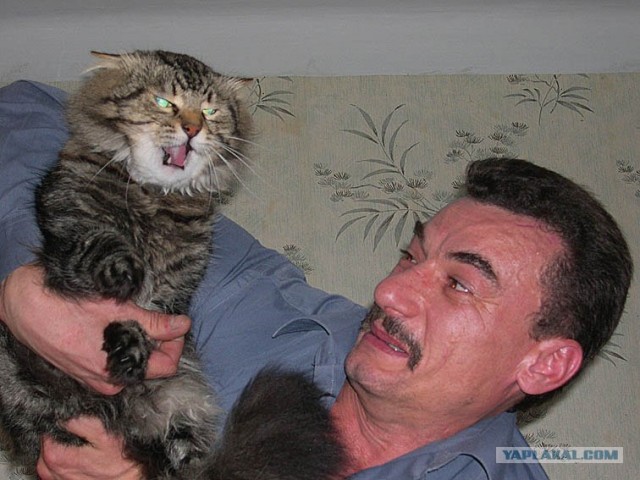 Злой кот