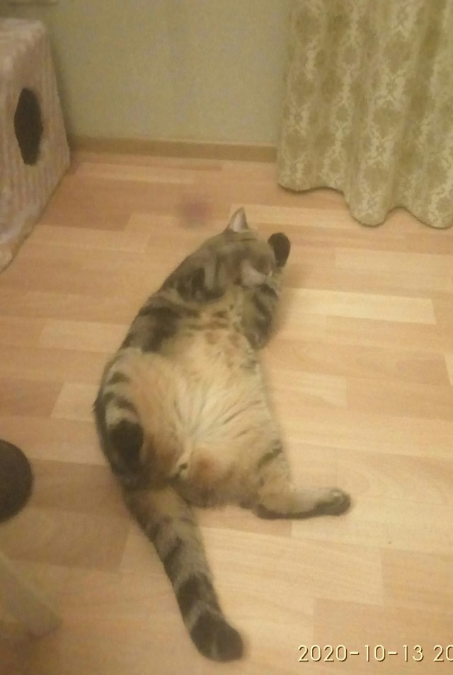 Котовторник 13.10.2020