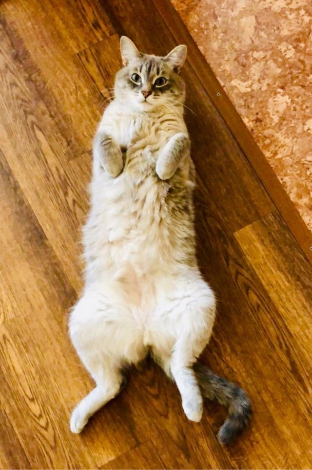 Котовторник 17.11.20