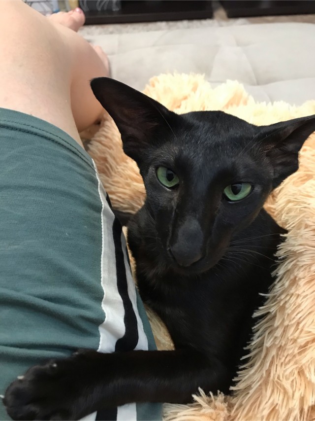 Котовторник. Добавляйте своих