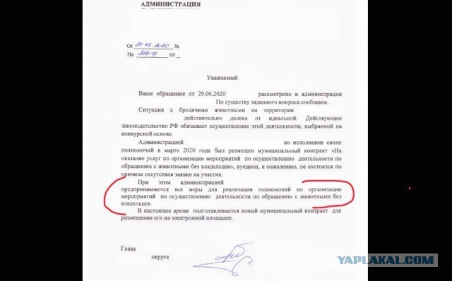 Свора собак бросилась на ребенка в Воронеже
