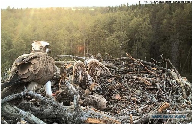Прямая трансляция из Гнезда