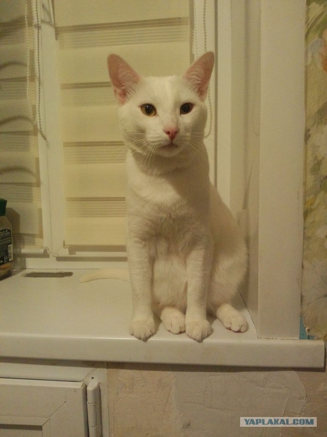 С котовторником!