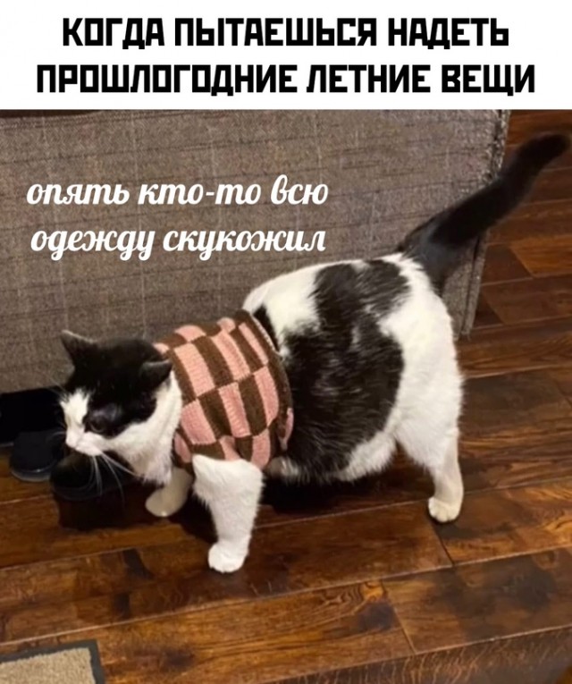 Весёлый полтишок 2.06.2021