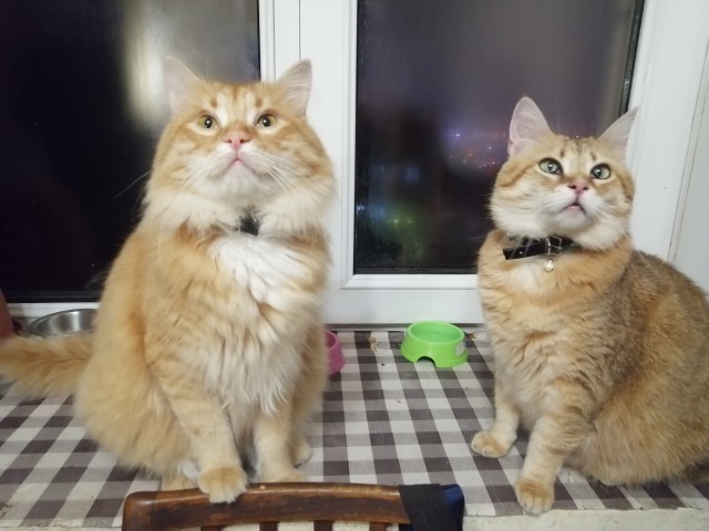 Хоба! Котовторник!