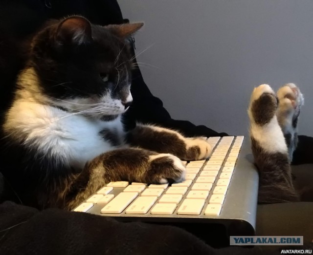 Кошка заходит в кафе...