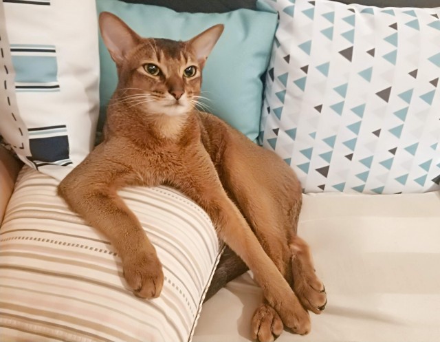 К котовторнику