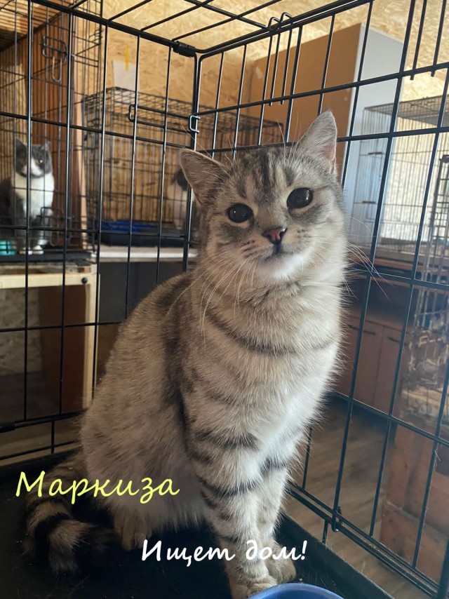 Жизнь домашнего приюта "Котоленд" 324