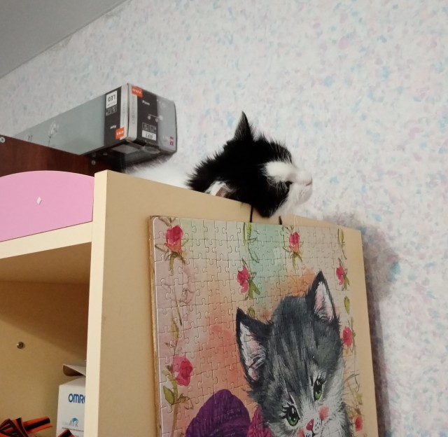 Котовторник вроде.