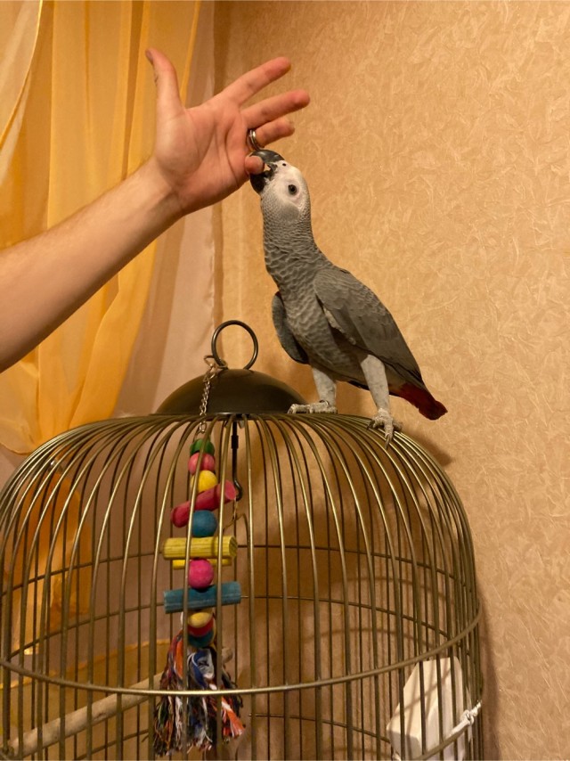 Купили попугая!