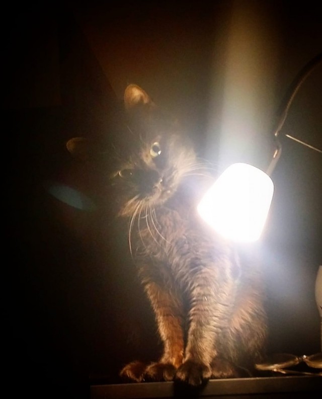 Вариант кота с лампой