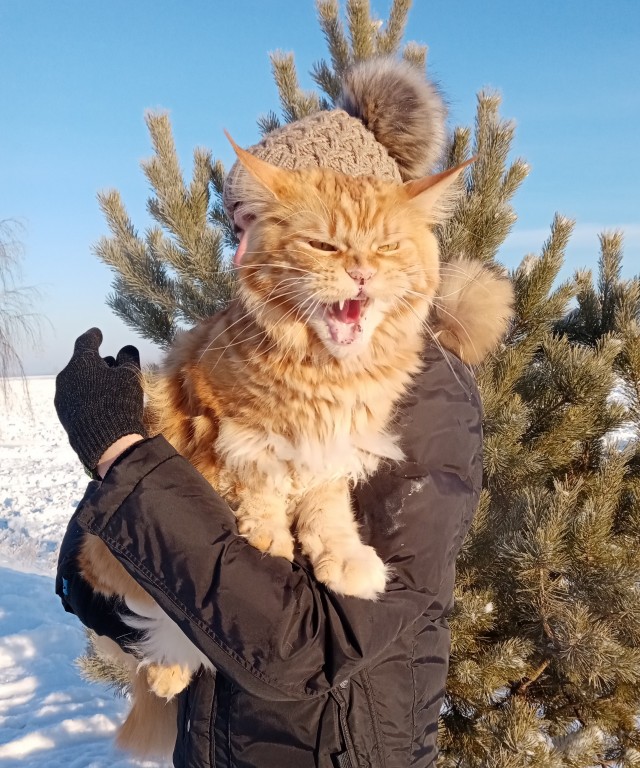 Доброе утро, ЯП