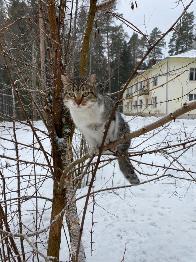 Коты-работяги