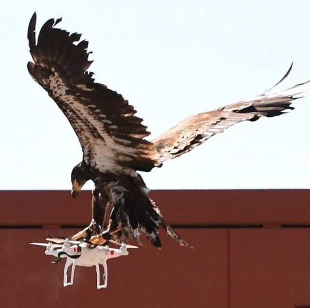 В ГД предложили сформировать эскадрилью «орлов-перехватчиков» для защиты от дронов