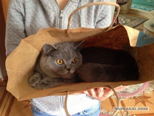 Котовторник 09.04.2013