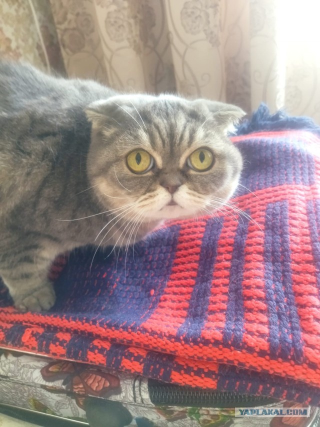 Котовторник! 16+ Коллеги-рабы, отмечаемся, у кого хозяину много лет!