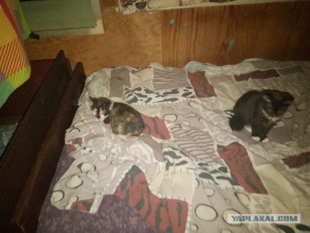 Жизнь домашнего приюта для котеек 470