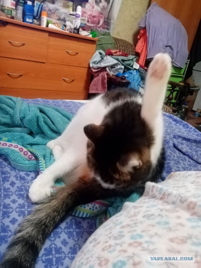 Мой котяра
