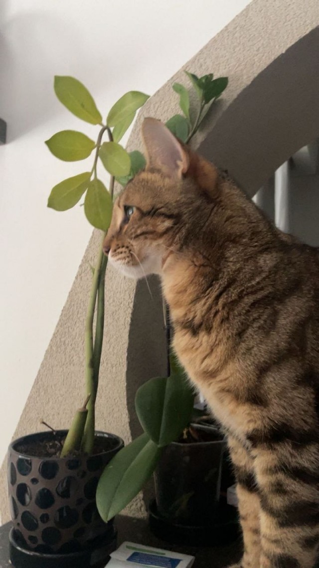 С котовторником ЯПовцы