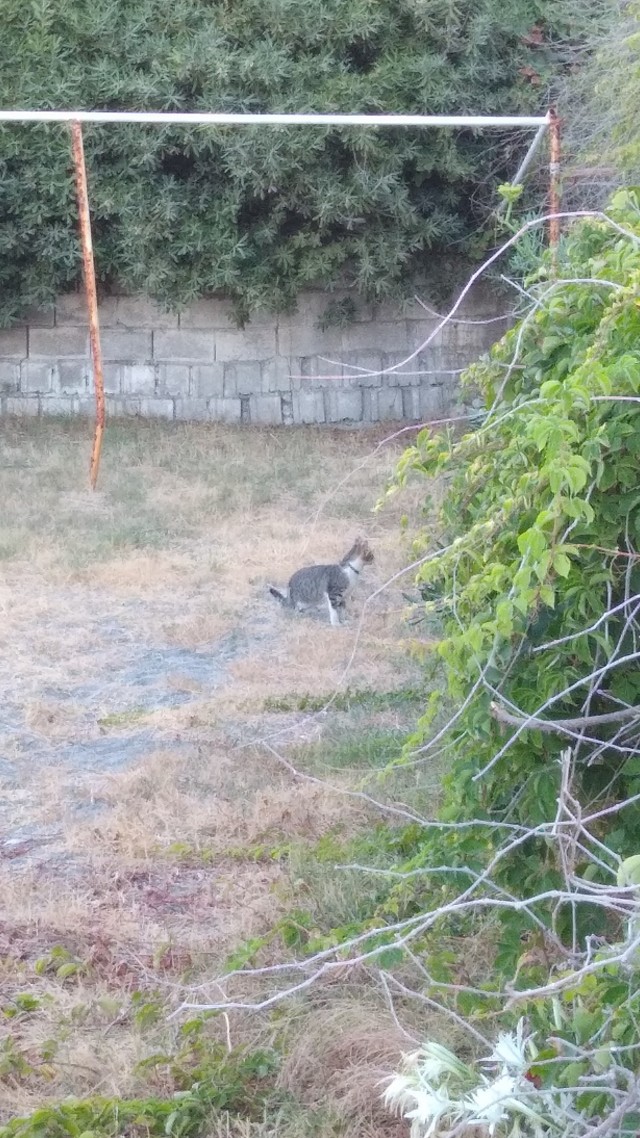 К котовторнику