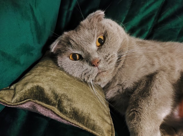 Жизнь с котом в одной картинке