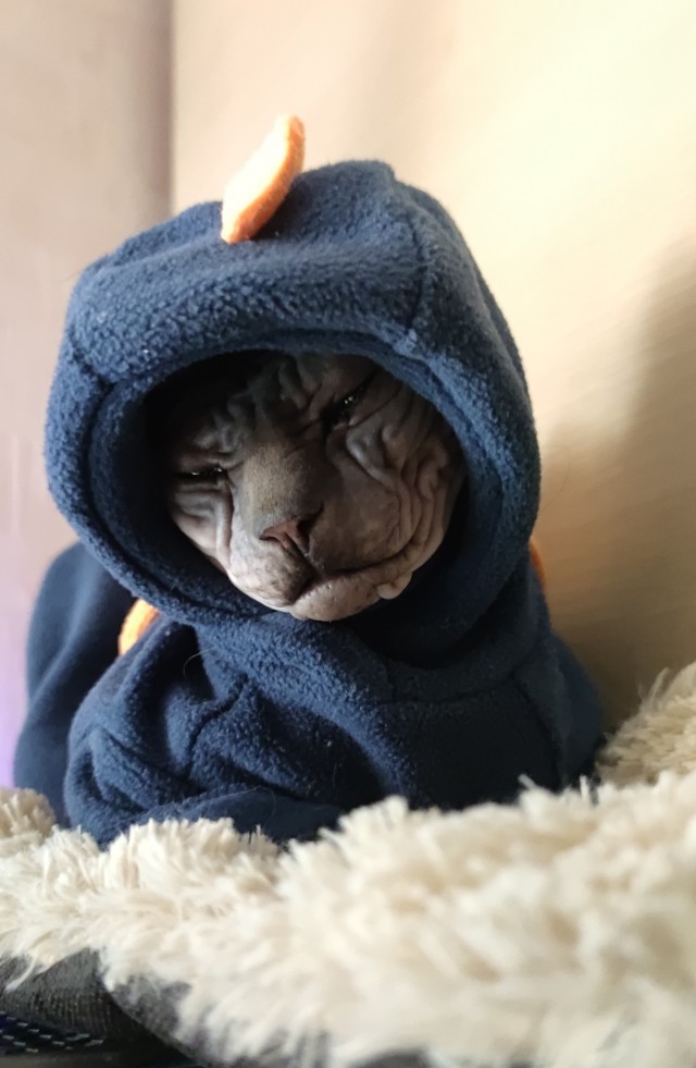 Гадкий котёнок