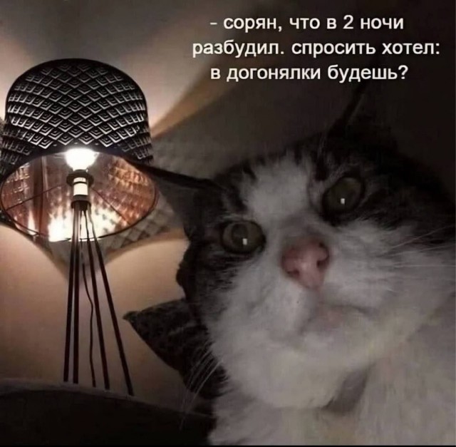 Немного забавных картинок от 22.12.24