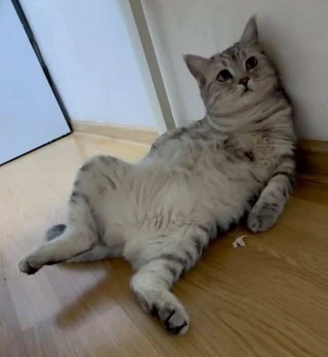 12 самых смешных котов в истории комического конкурса Comedy Pet Photography Awards