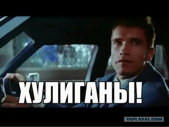 Медведица с медвежатами вскрывает машину